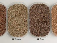 různé varianty barvy zrna pšenice seté: AF Jumiko (purpurový perikarp), AF Oxana (modrý aleuron), AF Zora (purpurový perikarp+modrý aleuron = černé zrno), Bohemia (standardní, tzv. červené zrno)