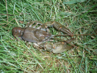 Rak kamenáč (Austropotamobius torrentium) - stone crayfish