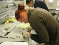 zpracování biologického materiálu v laboratoři University of GRAZ, Rakousko