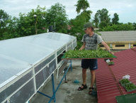 Drying of herbs in Vietnam