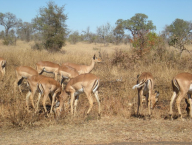 Impala (Aepyceros melampus) model species.