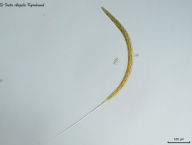 larva L3 Cyathostoma (Cyathostominae) hostitel (kůň)