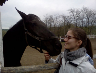 Work with Hungarian horse...