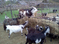 Hungarian goats
