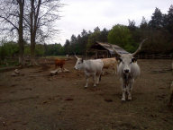 Hungarian long horned cattle
