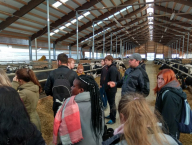 Holstein cattle breeding