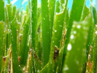 Porosty mořské trávy - Posidonie