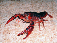 Rak červený (Procambarus clarkii) - red swamp crayfish