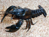 Rak pruhovaný (Orconectes limosus) - spiny cheek crayfish