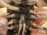 gonopody a háčky u báze třetího páru pereiopodů samce