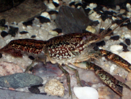 Procambarus virginalis - marbled crayfish