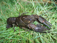 Rak říční (Astacus astacus) - noble crayfish