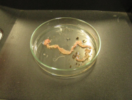 screening helmintofauny gastrointestinálního traktu drobných zemních savců - laboratoř University of GRAZ, Rakousko