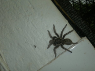 Uvnitř hlídal interiérový vycvičený pavouk
