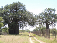 Baobab, neuvěřitelný strom jakoby z jiného světa
