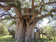 Lovecký a pozorovací posed na baobabu