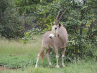 A zde je, zlatý oryx po úspěšném převozu
