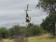 Vrtulník létal neskutečně nízko a profesionální veterinář a asi i odstřelovač v jedné osobě, dokázal utíkající zvěř uspat většinou první ranou a velmi přesně do zadní části těla.