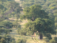Ani mohutné baobaby nevypadaly z výšky tak mohutně