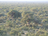 Ale ve srovnání s okolními stromy, jsou baobaby opravdovými pány zdejší flóry