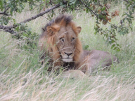 Po přejezdu do Krugrova národního parku na nás čekal lev a mnoho dalších druhů zvěře