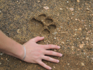 Podle velikosti to byl asi leopard?
