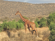 Žirafí samec