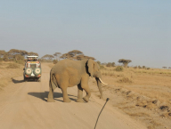 Sloni mají přednost za všech okolností a ze všech směrů :-)