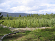 Jedna z výzkumných ploch introdukovaných dřevin v arboretu Hallormstadaskógur