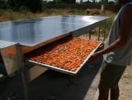 Drying of apricots in Kyrgyzstan