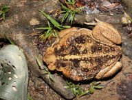 Cane toad (Bufonidae: Rhinella marina; French Guiana)