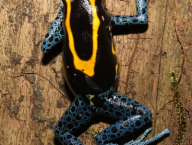Dendrobates tinctorius (Anura: Dendrobatidae; Francouzská Guyana)