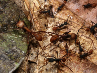 Eciton (Hymenoptera: Formicidae) a myrmekofilní drabčík (Coleoptera: Staphylinidae), Francouzská Guyana