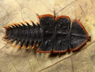 larva of beetle family Lycidae, Thailand