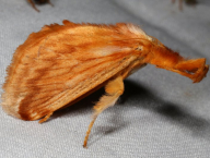 moth (French Guiana)