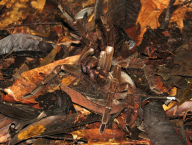 Tarantula (French Guiana)