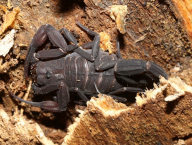 scorpion Tityus (French Guiana)
