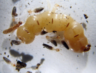 Termites | doc. Mgr. Jan Šobotník