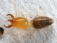 Embiratermes neotenicus (Termitidae: Syntermitinae), Francouzská Guyana