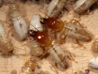 Mastotermes darwiniensis (Mastotermitidae), laboratorní kolonie