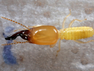 Procapritermes sp. (Termitidae: Termitinae), Thajsko