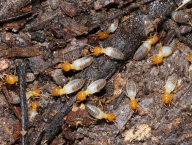 Ruptitermes sp. (Termitidae: Apicotermitinae), French Guiana