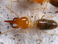 Silvestritermes sp. (Termitidae: Syntermitinae), French Guiana