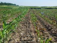 Rozdíly růstu a výboje kukuřice díky aplikaci hnojiv.