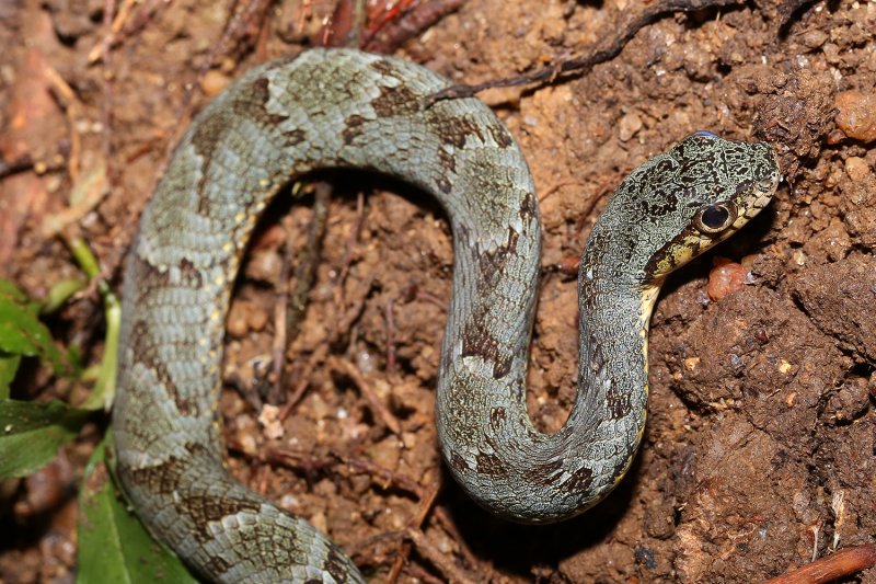 Animals | prof. Mgr. Jan Šobotník