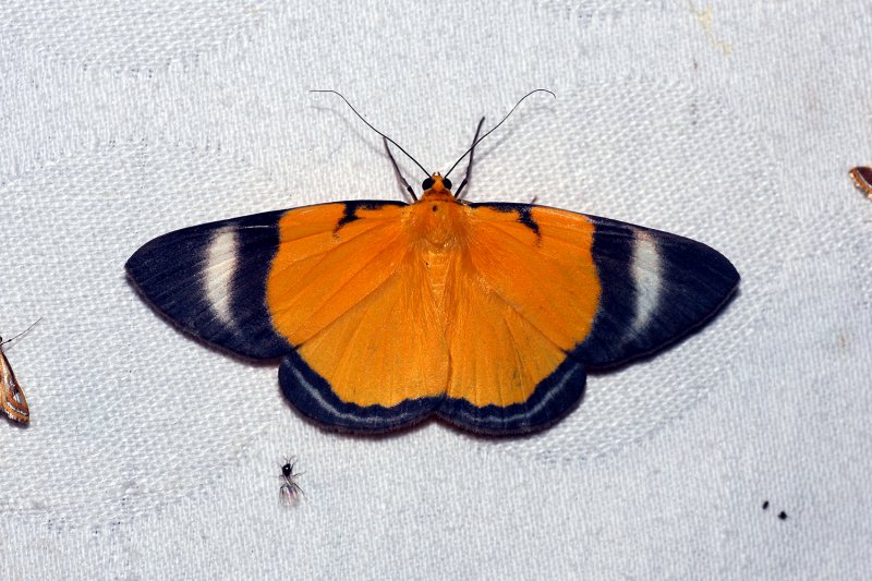 Insects | prof. Mgr. Jan Šobotník