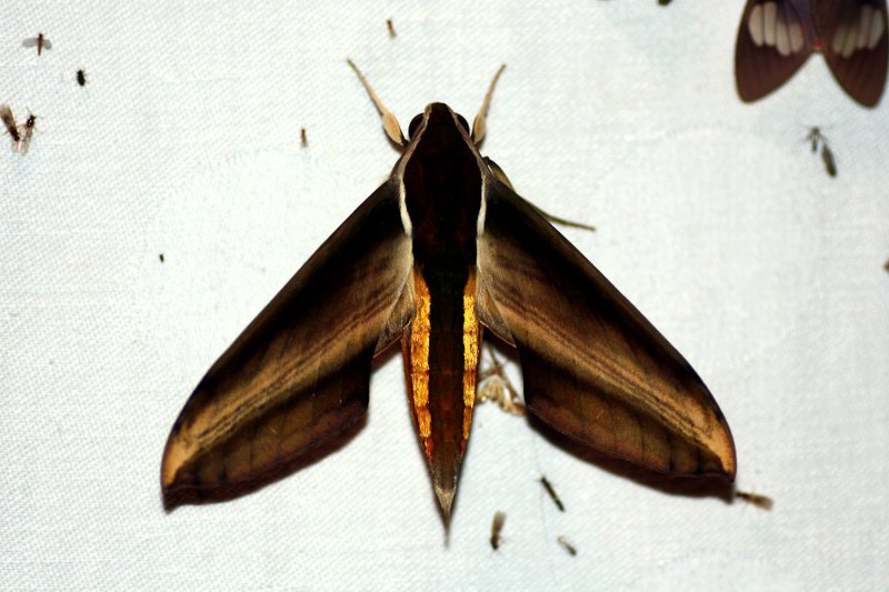 Insects | prof. Mgr. Jan Šobotník