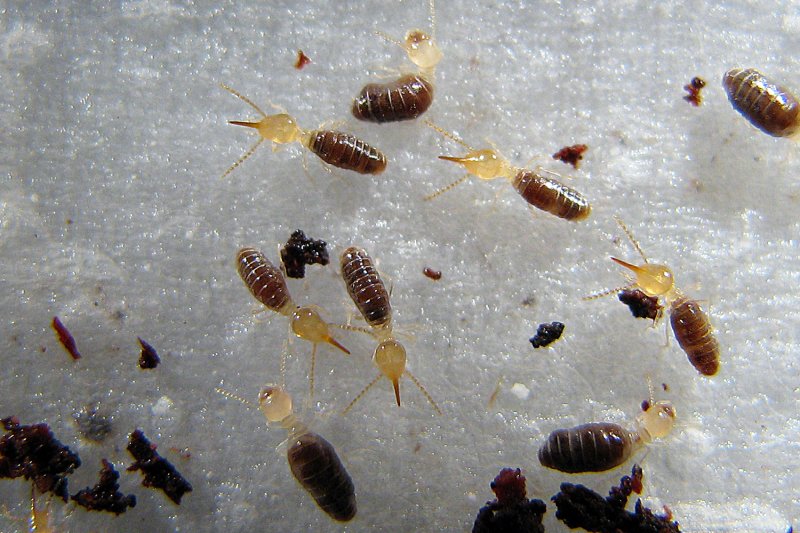 Termites | doc. Mgr. Jan Šobotník
